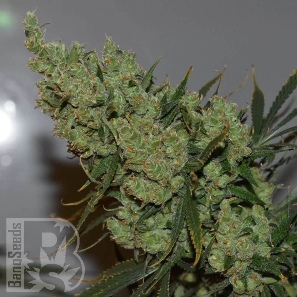 Семена  AK-47 х Lowryder (Aklow) regular Ganja Seeds