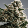 Семена  AK-47 х Lowryder (Aklow) regular Ganja Seeds
