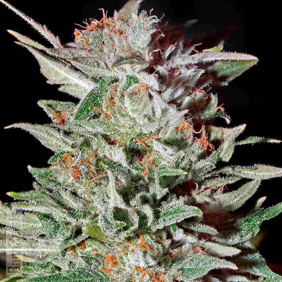 Семена  AK-47 х Lowryder (Aklow) regular Ganja Seeds
