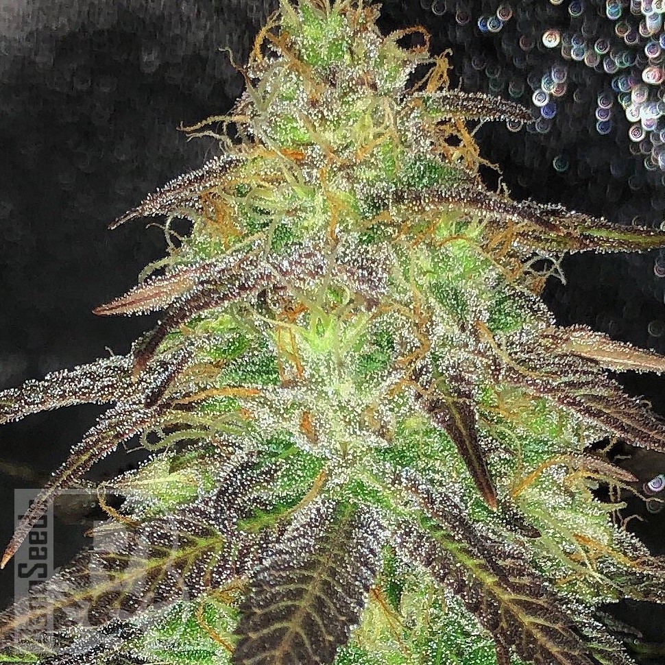 Семена ганжа  Auto Cream Caramel feminised Ganja Seeds