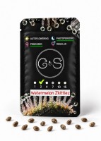 Watermelon Zkittlez feminised Ganja Seeds