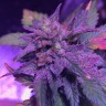 Pure Kush feminised Ganja Seeds