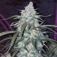 Auto Fast Bud feminised Ganja Seeds