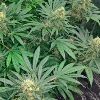 Early Skunk regular Ganja Seeds