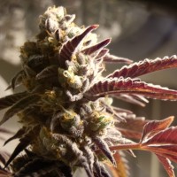 Auto Seemango feminised Victory Seeds