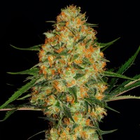 Auto Candy Kush regular Ganja Seeds