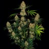 семена конопли в интернете Auto Candy Kush regular
