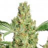 Семена конопли  Pure Power Plant feminised Ganja Seeds