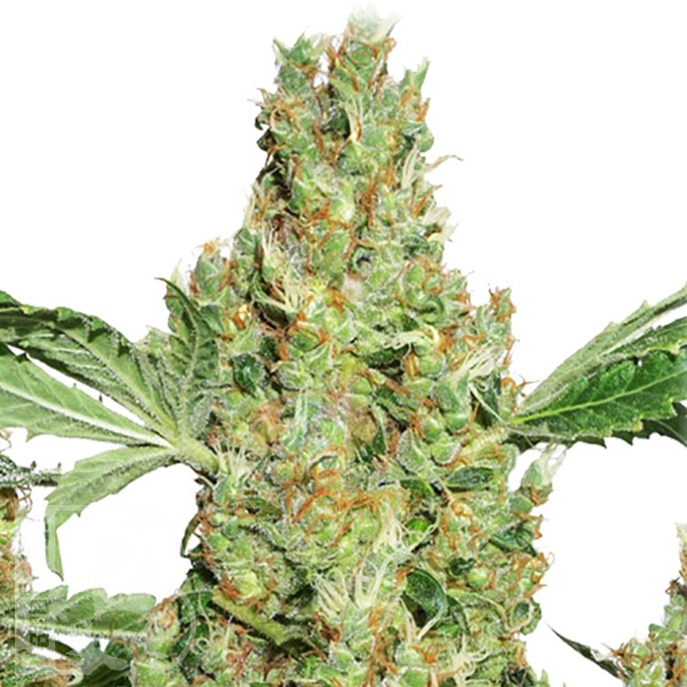 Семена конопли  Pure Power Plant feminised Ganja Seeds