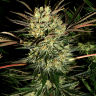 Семена конопли  Pure Power Plant feminised Ganja Seeds