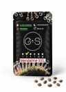 Auto Mandarine XXL feminised Ganja Seeds