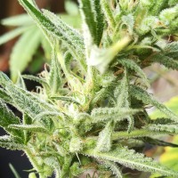 Auto Mandarine XXL feminised Ganja Seeds