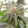 Семена  Purple Kush feminised Ganja Seeds