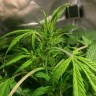 Семена ганжа  Auto AK 49 feminised Ganja Seeds