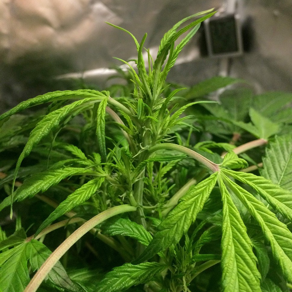 Семена ганжа  Auto AK 49 feminised Ganja Seeds