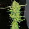 Семена марихуаны Auto Super Lemon Haze feminised Ganja Seeds