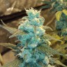 Семена ганжа  Winnie Pooh feminised Ganja Seeds