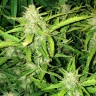 купить семена конопли недорого Auto Lowryder feminised