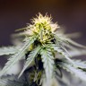 Auto Lowryder feminised Ganja Seeds