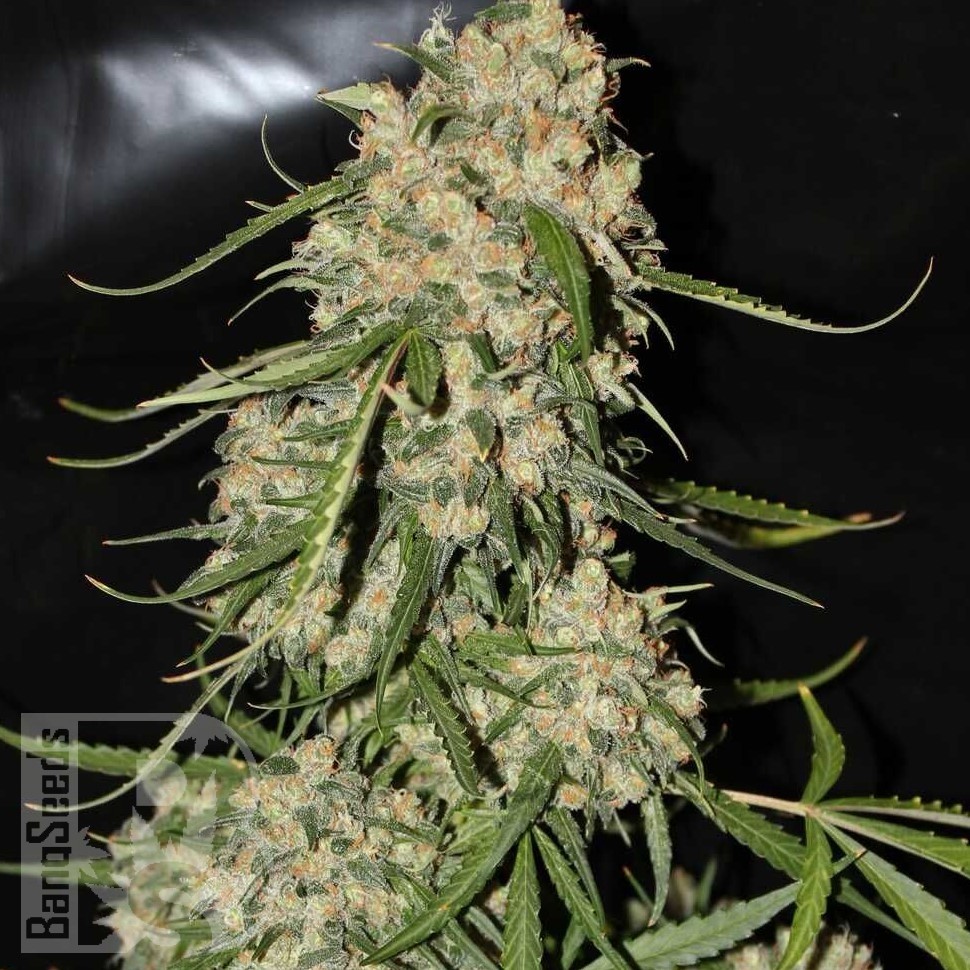 Семена ганжа  Narkush regular Ganja Seeds