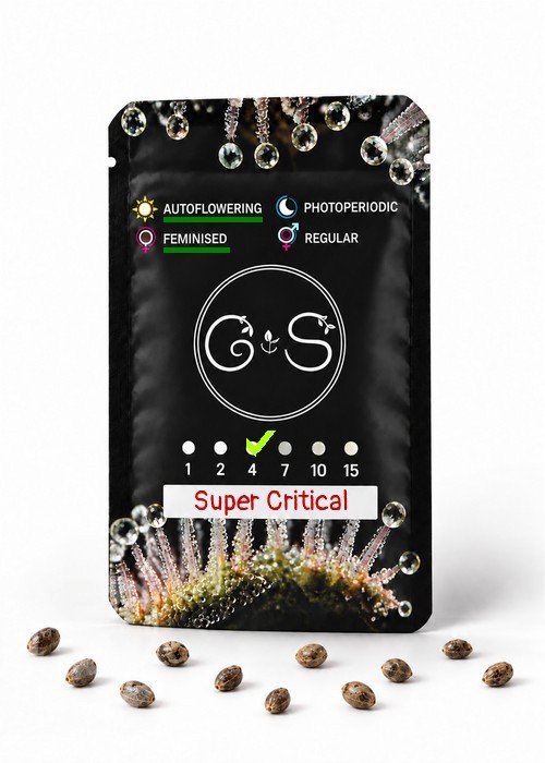 Семена марихуаны  Auto Super Critical feminised Ganja Seeds