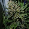 купить автоцветущие семена конопли Auto Super Critical feminised