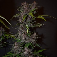 Auto Blackberry Kush feminised Ganja Seeds
