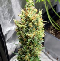 Sharkbite feminised Ganja Seeds