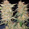 Семена  Yolka (Spruce) feminised Ganja Seeds
