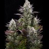 Семена  Yolka (Spruce) feminised Ganja Seeds