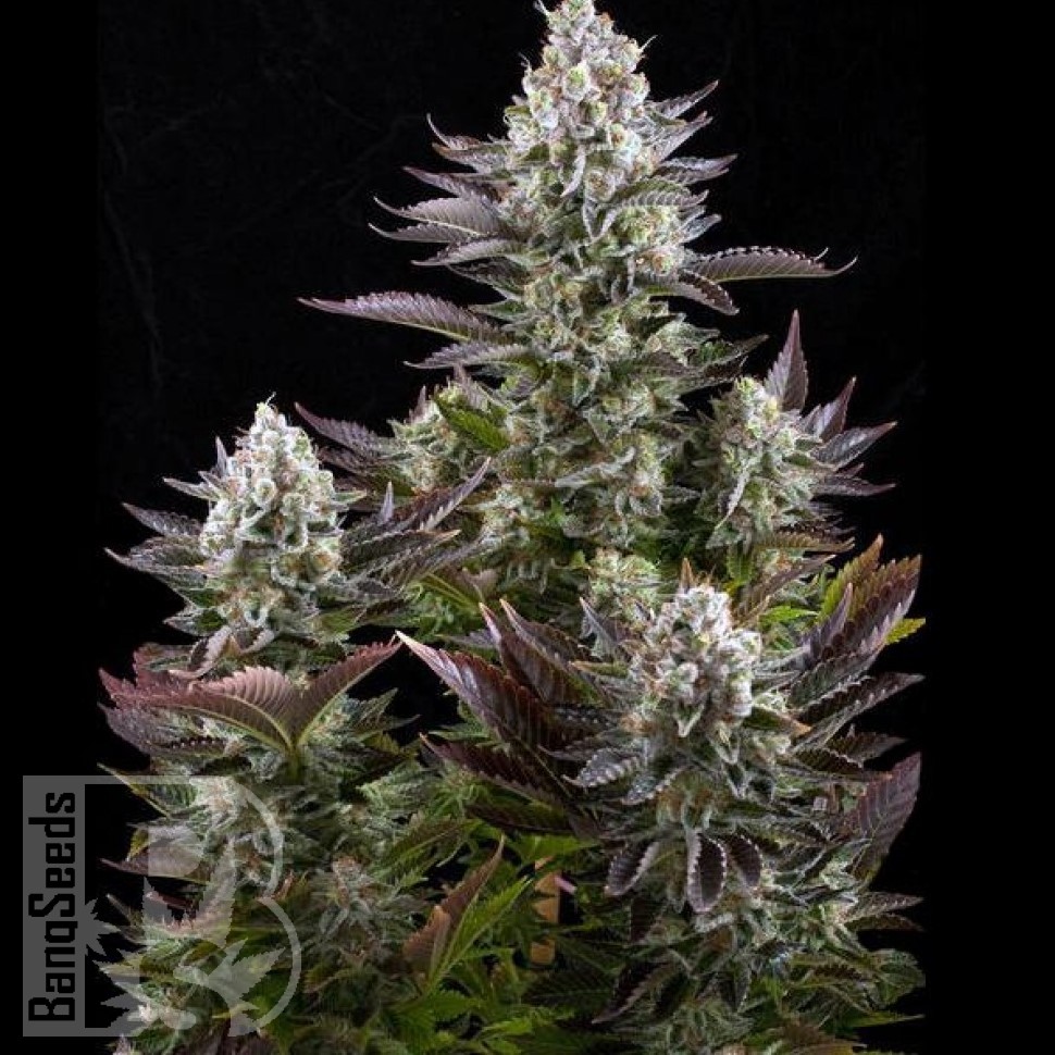 Семена  Yolka (Spruce) feminised Ganja Seeds