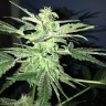 заказать семена конопли Auto Lowryder regular