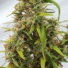 где заказать семена конопли Auto Lowryder regular