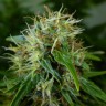заказать качественные семена конопли Auto Lowryder regular
