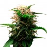 купить семена конопли Auto Lowryder regular