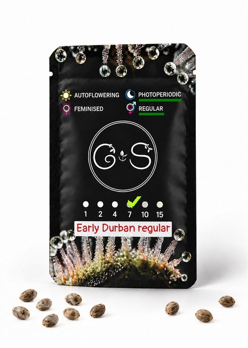 Семена ганжа  Early Durban regular Ganja Seeds