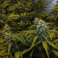 Auto White Widow feminised Victory Seeds