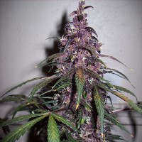 Auto Bloody Skunk feminised Ganja Seeds