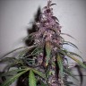 Auto Bloody Skunk feminised Ganja Seeds