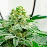 Kerosene Krash feminised Ganja Seeds