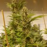 Семена каннабиса  White Widow x Black Domina feminised Ganja Seeds