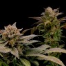 Семена каннабиса  White Widow x Bubble Gum feminised Ganja Seeds