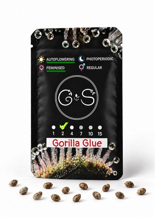Семена марихуаны  Auto Gorilla Glue feminised Ganja Seeds