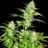 Семена марихуаны  White Widow x Chronic feminised Ganja Seeds
