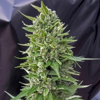 Northern Lights regular Ganja Seeds