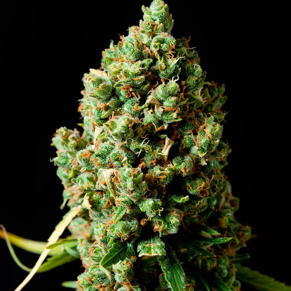 Семена каннабиса Auto Critical Kush feminised Ganja Seeds