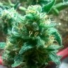 заказ семян конопли Bubblelicious regular