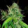 купить семена конопли в Казахстане Bubblelicious regular