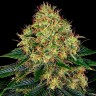 Семена Auto Skywalker feminised Ganja Seeds