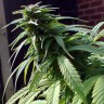 Семена ганжа  White Widow x Early Skunk feminised Ganja Seeds